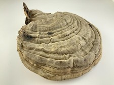 Natural Tree Mushroom Large Tree Fungus Dried Conk Fungus Decor BB229