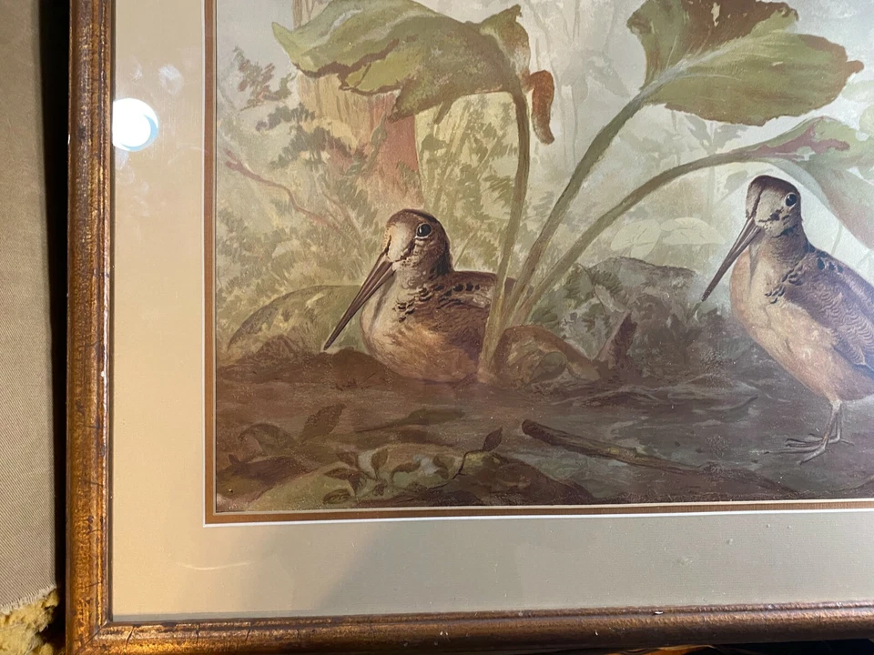 Impresión cromolitógráfica Alexander Pope Jr. (1849 - 1924) "Two Woodcocks" - Enmarcada Foto 3 de 4