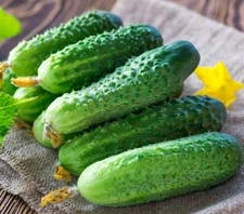 20 – Choice Cucumber Seeds – Premium 2025 - National Pickling - C 53