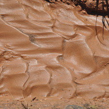 Bug Mud Substrate for Springtails, Isopods, and Terrariums   Multi-Pound Options