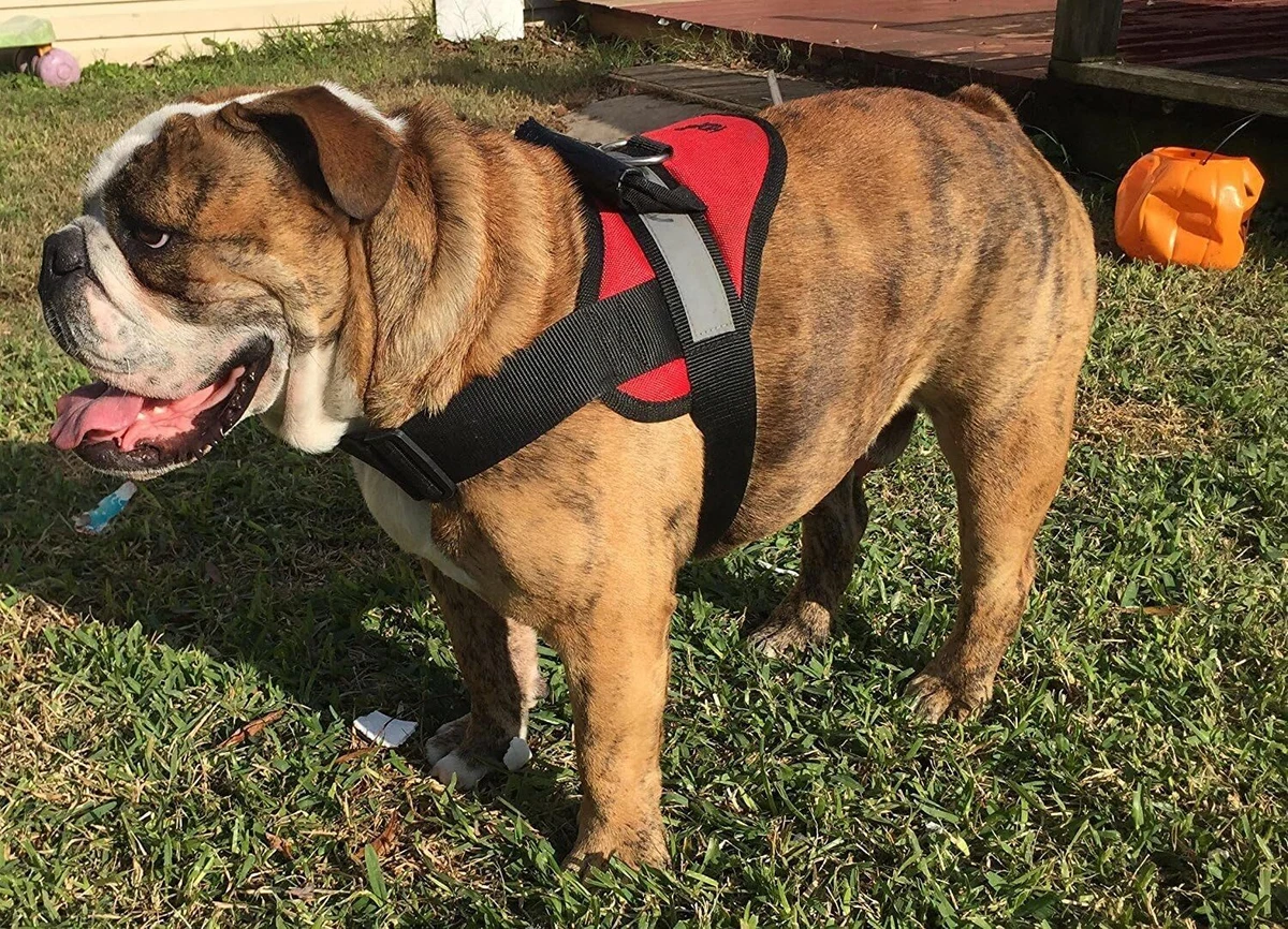 Best harness for clearance big dogs
