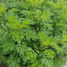 10000 Seeds Mugwort Herb Seeds For Planting - Artemisia Vulgaris