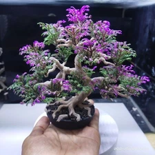 Aquascape Sakura Bonsai Aquarium Decoration