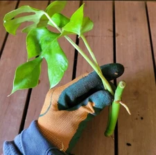 Monstera Minima Rooted Cutting, Air-Purifying Houseplant, Live Indoor Plant