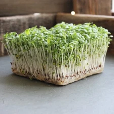 Lime Streaks Mizuna Mustard MICROGREEN Seeds | Non-GMO | Heirloom | Sprout Seeds