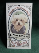 2019 Topps Allen And Ginter COLLECTABLE CANINES CC-25 MALTESE