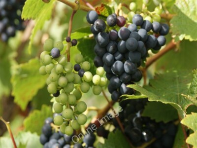 Photo 6x4 Ripening Grapes at Denbies Vineyard, Dorking, Surrey A few of t c2009