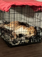 medium dog kennel crates