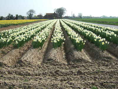 Photo 6x4 Flowers and fenland furrows Weston Hills In February these were c2011