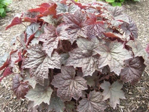 30+ PURPLE PALACE  HEUCHERA GROUND COVER SEEDS / DEER RESISTANT PERENNIAL - Picture 1 of 1