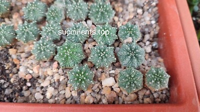 aztekium ritteri 8-10mm diameter,  own roots