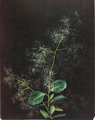 Grasses 1890 Art Print – Sophia L. Crownfield Botanical Design Illustration - Picture 2 of 2