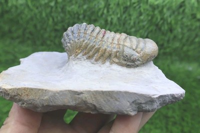 Devonian Crotalocephalina Trilobite Fossil   Authentic Morocco Specimen Fossils 