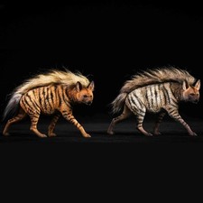 1/6 Scale African Spotted Hyena Model Animal Figure Car Home Decor Ornament Toy