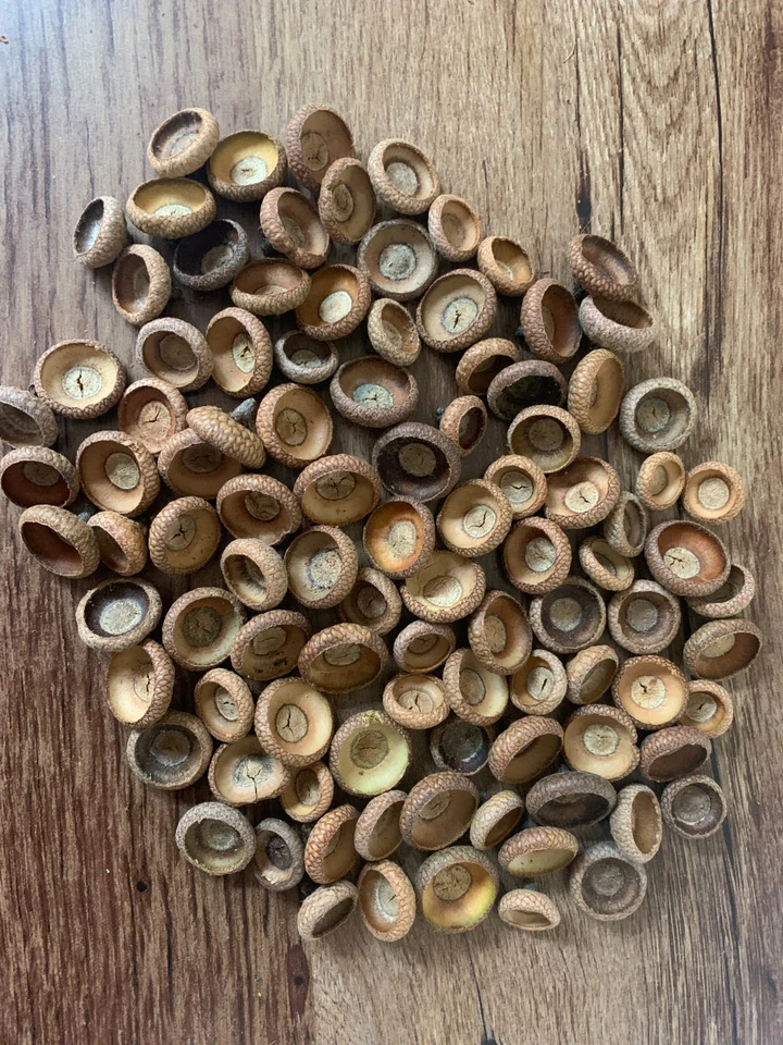 Acorn Caps, Red Oak, One Pound - Image 2 of 2