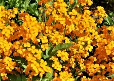 Siberian Wallflower Seeds  200+ Seeds NON-GMO BUY 4 GET FREE SHIPPING