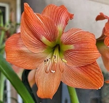 MORNING JOY AMARYLLIS HIPPEASTRUM Seeds - Qty 15 - Fresh Seeds