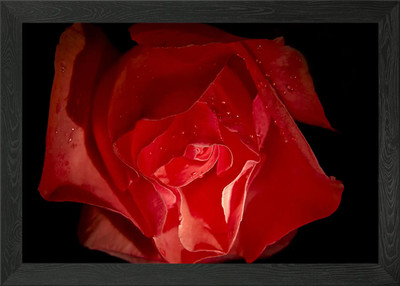 Romantische rote Rose auf schwarzem gerahmtes Wandbild Poster Leinwanddruck Bild