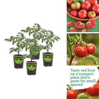 Bonnie Plants Patio Tomato Live Plant 4-Pack