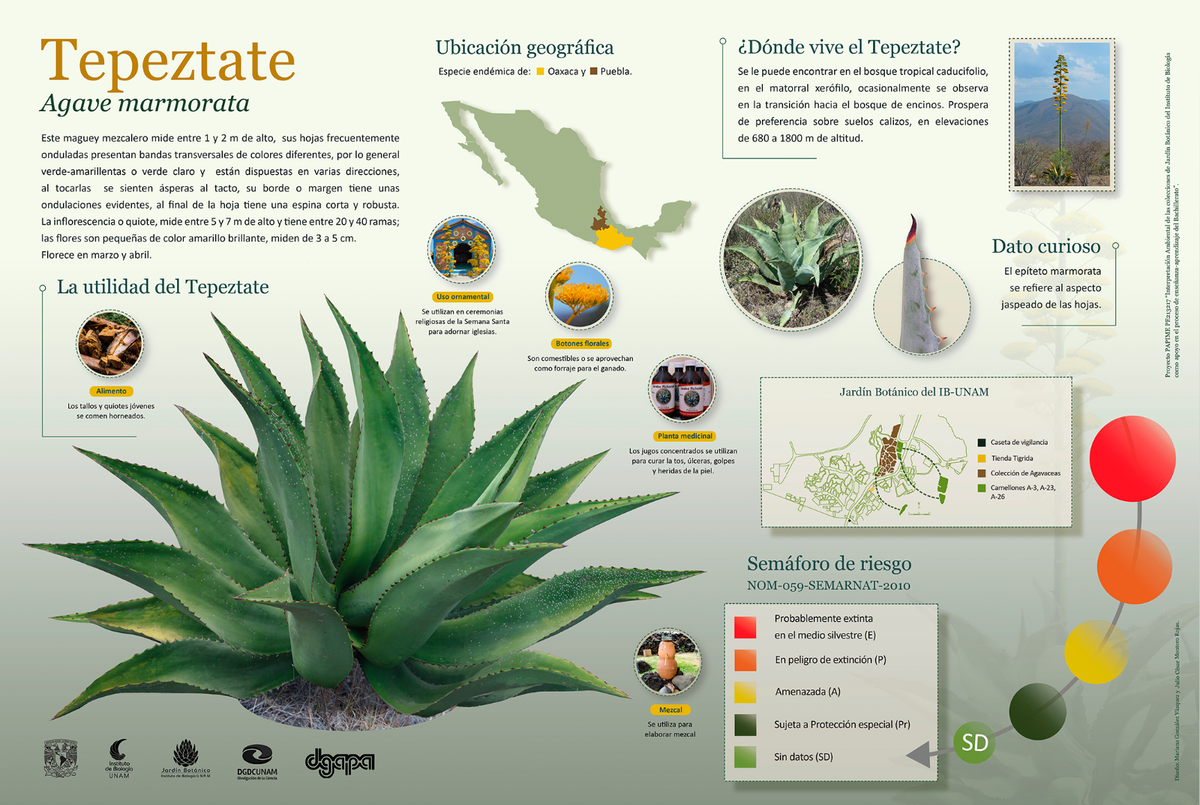Agave Marmorata - Agave Marmorata - Piante Grasse - Agave Marmorata - Succulente - Foto 3