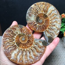 197g 1 pair of Split  Ammonite  Specimen Shell Healing md3466