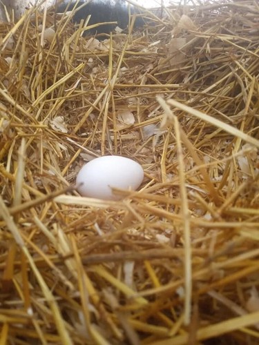 6 Buff Pomeranian Saddleback Geese Hatching Eggs *PRESALE SPRING 2025* NPIP