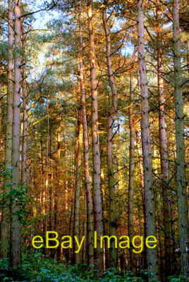 Photo 6x4 Woods near Oak Farm Abney Early evening sun tries to penetrate  c2007
