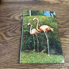 FLAMINGOS  Squeaking Souvenir Postcard Vintage, unspecified location