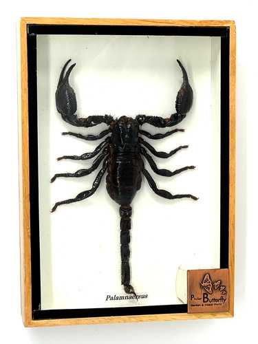 Framed Black Giant Scorpion Palamnaersus in Box W/Glass Front