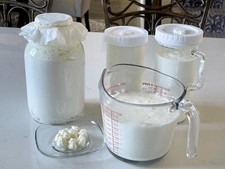 1 Tablespoon of Live Organic Milk Kefir Grain