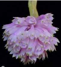 Dendrobium Purpuresum Albesens Soft Pink x Self