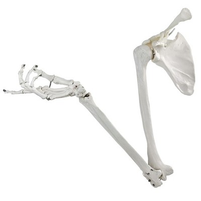 Human Upper Limb Skeleton Anatomical Model, Life Size Human Arm Skeleton Model w
