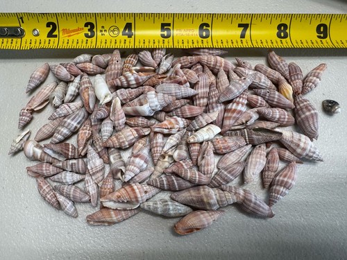 Lot Of 100 Small Auger Spiral Sea Shells Craft Decorate Collectable ...