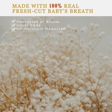 6500 Dried Baby's Breath Bouquet 5.7oz Natural Gypsophila for DIY Wreaths