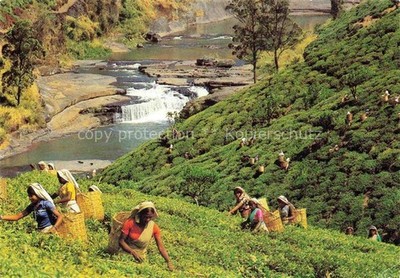 SRI LANKA Ceylon Tea Plantation with Tea Pluckers