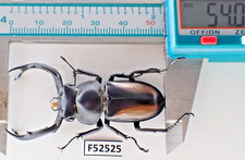F52525. Unmounted insects, Lucanidae: Rhaetulus crenatus sp. Vietnam North