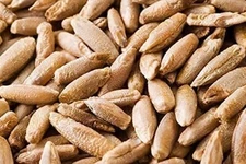 100 Pcs Rye Seeds - Non-GMO and Grown Organically - Great for Cover Crops, Food 