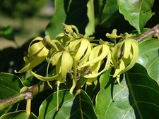 Cananga odorata  Ylang Ylang  20 Seeds