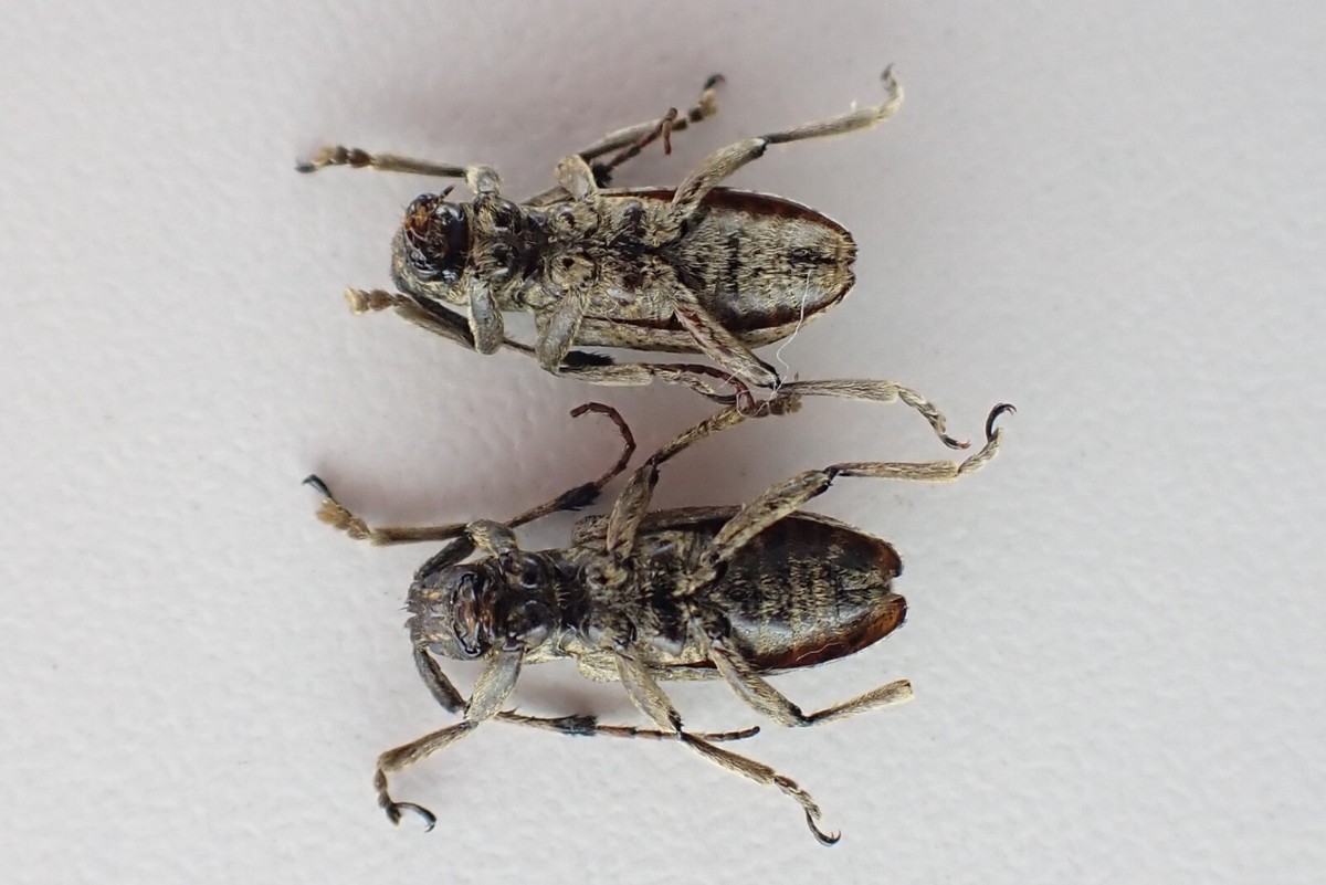 j93721. Insects, Cerambycidae sp. Vietnam North | eBay