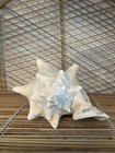 Large Conch Seashell Spiral Pink White Ocean Seashell Beach Nautical Great Color — photo 2