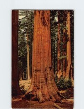 Postcard Sequoia Mariposa Grove of Big Trees Yosemite National Park California