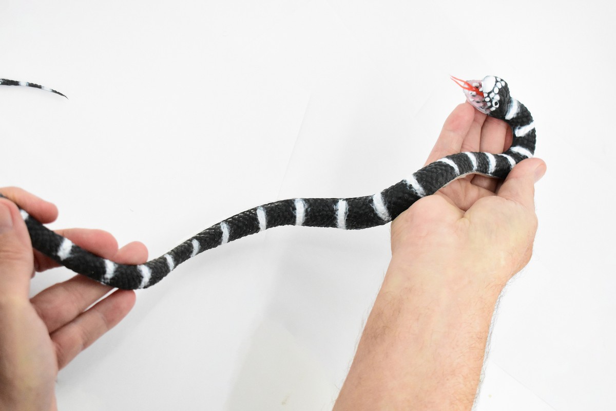California King Snake, Coiled, Rubber Reptile Realistic Toy Model
