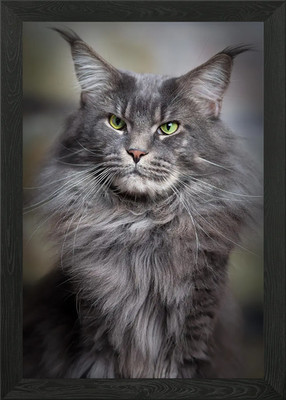 Cat Cats Feline Kitty Framed Wall Art Poster Canvas Print Picture