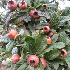 Medlar, Heirloom variety 1 bareroot