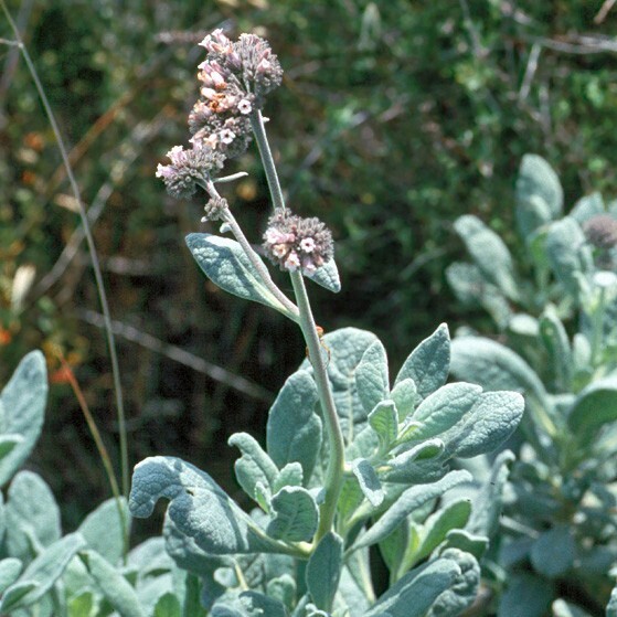 Eriodictyon traskiae | Trask's Yerba Santa | 10 Seeds