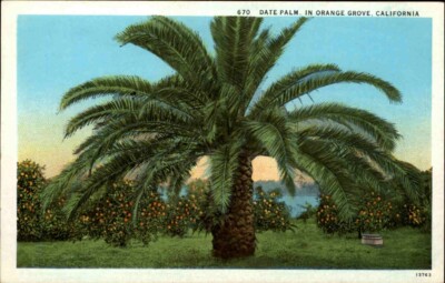 USA Vintage Postcard ~1920/30 California Date Palm Palme in Orange Grove Amerika