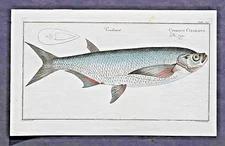 MARCUS ELIESER BLOCH, GENERAL NATURAL HISTORY OF FISH, THE GOAT, 1781
