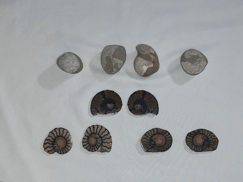 Mixed Ammonite Fossil Lot - 6 Polished Cut Halves/Slices & 4 Clam Nodules