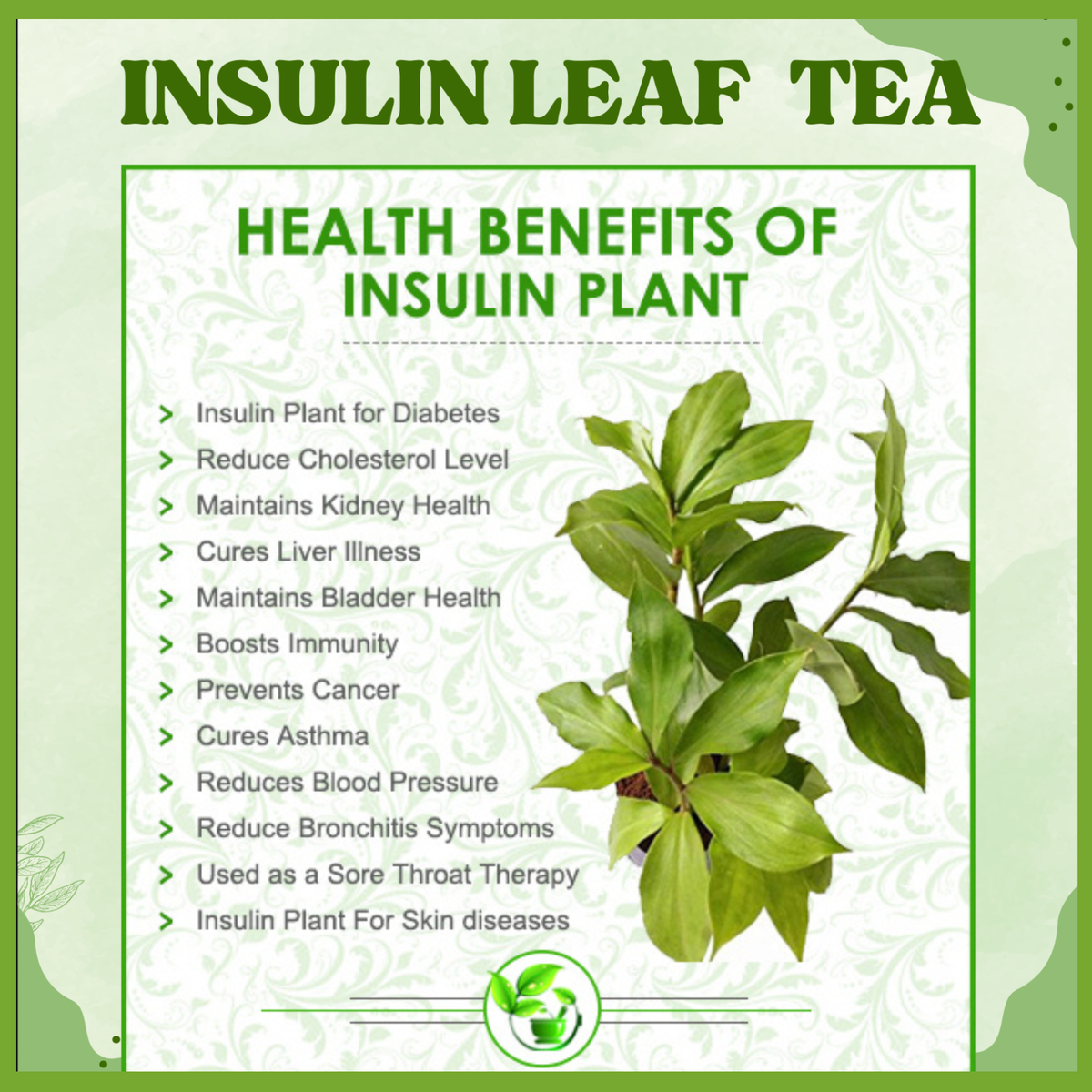 Insulin Plant Leaf Powder Costus Igneus Blood Sugar Diabetic Herbal 30 Tea  Bags | eBay