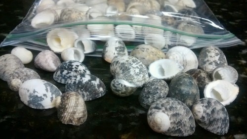 Lot of Sea Shells Mixed Nerite Shells for Crafts and Coastal Decor 3+ Oz 